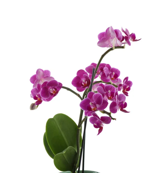 Gyönyörű trópusi orchidea virág, fehér háttér — Stock Fotó