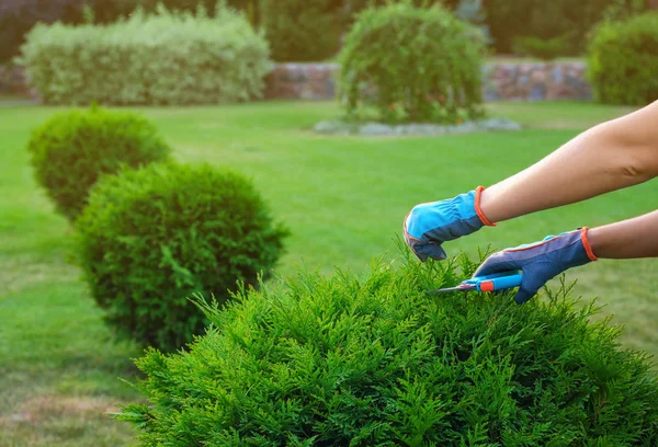 Woman trimming green bush outdoors, closeup. Home gardening — Stock Photo, Image