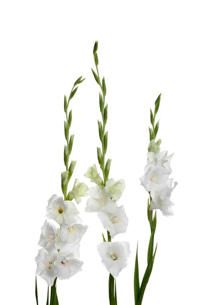 Bellissimi fiori gladiolus freschi su sfondo bianco — Foto Stock