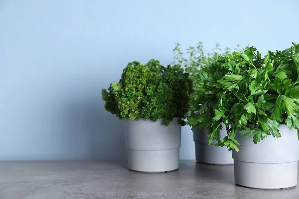 Plántulas de diferentes hierbas aromáticas en la mesa de mármol gris cerca de la pared azul — Foto de Stock