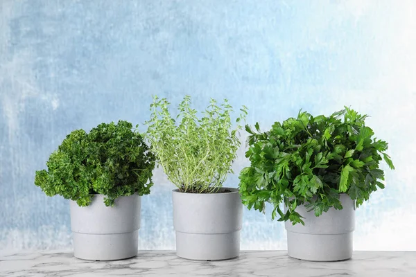 Mudas de diferentes ervas aromáticas na mesa de mármore na parede azul — Fotografia de Stock