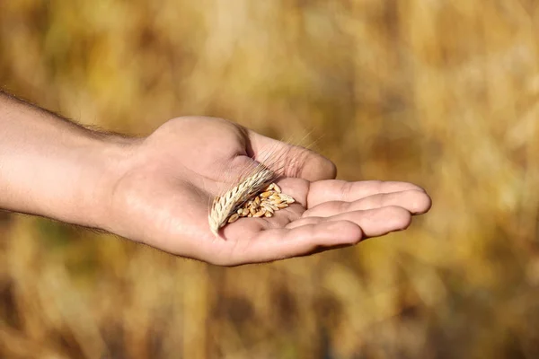 Фермер с зерном пшеницы в поле, крупным планом. Зерноводство — стоковое фото