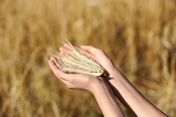 Фермер с пшеничными шипами в поле, крупный план. Зерновые культуры — стоковое фото