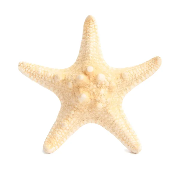 Hermosa estrella de mar sobre fondo blanco. Objeto de playa —  Fotos de Stock