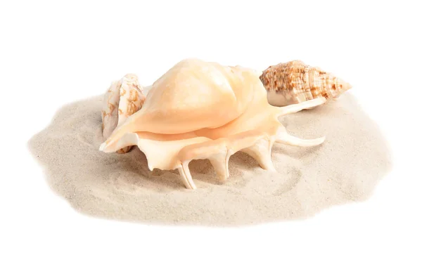 Pile of beach sand with beautiful starfish and sea shells on white background — Stock Photo, Image