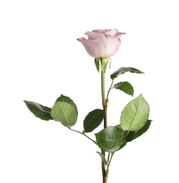 Bela flor rosa florescendo no fundo branco — Fotografia de Stock
