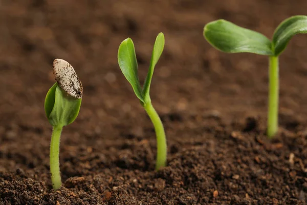 Kleine groene zaailingen groeien in vruchtbare grond — Stockfoto