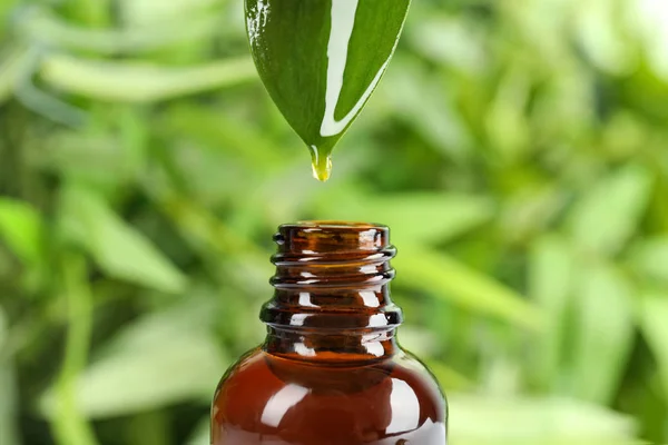 Gota de óleo essencial caindo da folha em garrafa de vidro contra fundo verde desfocado, close-up — Fotografia de Stock