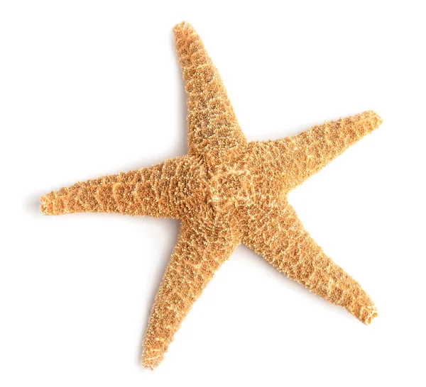 Piękne rozgwiazdy na białym tle, widok z góry. Obiekt plażowy — Zdjęcie stockowe