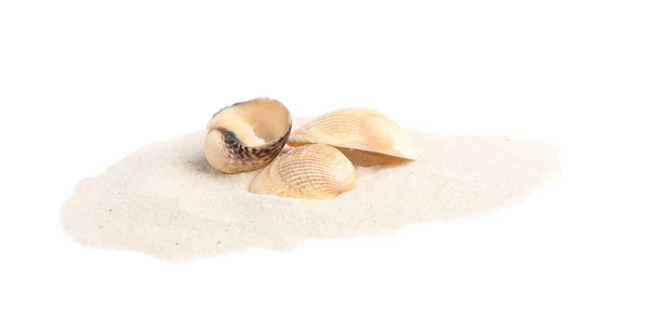白い背景に海の貝殻とビーチ砂の山 — ストック写真