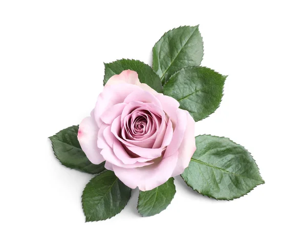 Gyönyörű virágzó Rózsakő fehér alapon, felülnézet — Stock Fotó
