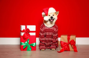 Noel kazak ve Santa şapka içinde hediye kutuları yakın Sevimli Akita Inu köpek kapalı