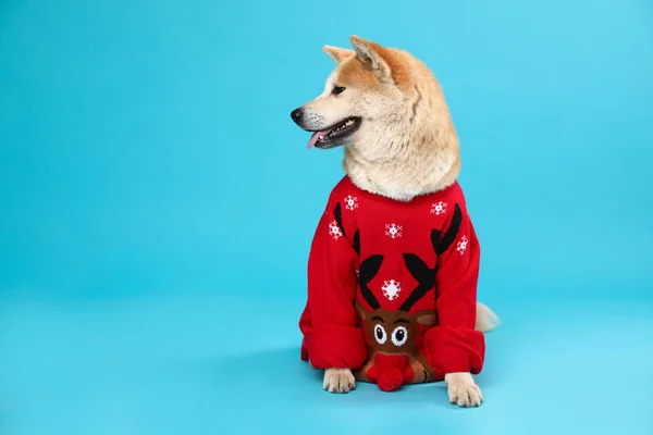 Cão Akita Inu bonito em camisola de Natal em fundo azul. Espaço para texto — Fotografia de Stock