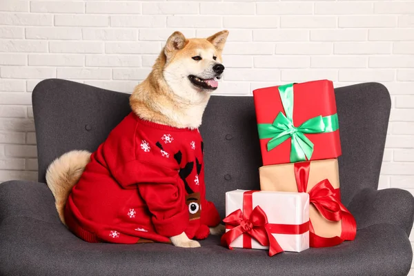 Aranyos Akita Inu kutya a karácsonyi pulóver közelében díszdobozok a kanapén — Stock Fotó