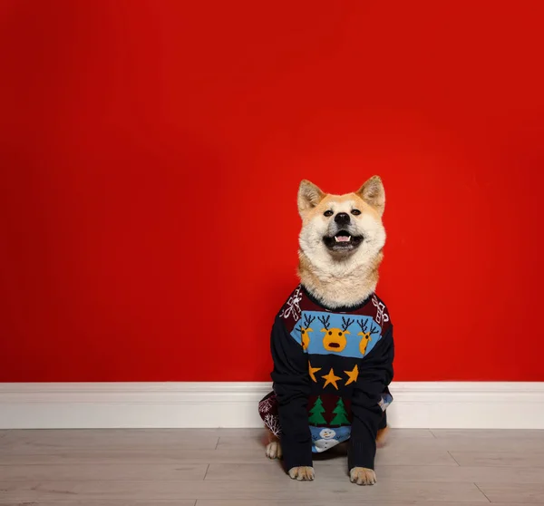 Cão Akita Inu bonito em camisola de Natal dentro de casa. Espaço para texto — Fotografia de Stock