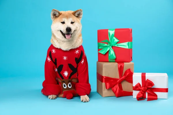 Aranyos Akita Inu kutya karácsonyi pulóver közelében Ajándékdobozok kék háttér — Stock Fotó