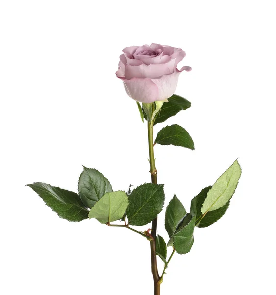 Hermosa flor de rosa sobre fondo blanco — Foto de Stock