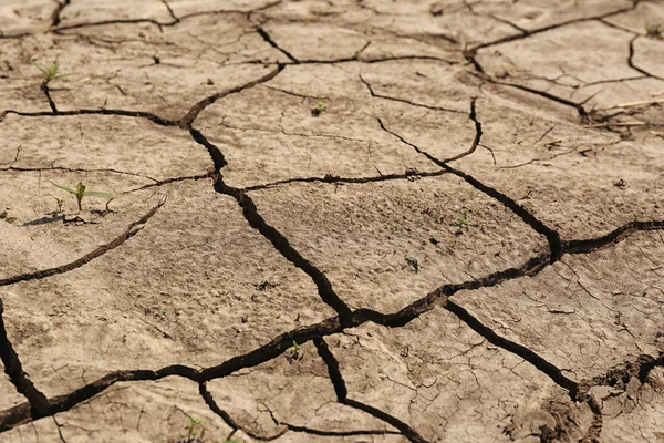 View of cracked ground surface on sunny day — Stock Photo, Image