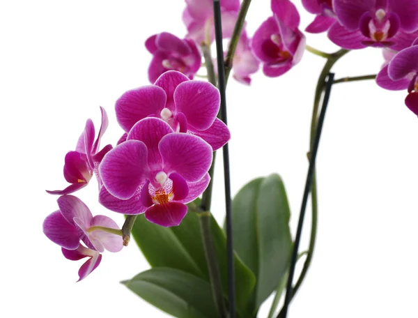 Bela flor de orquídea tropical no fundo branco — Fotografia de Stock