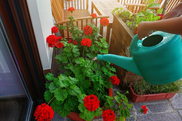 Frau gießt blühende Geranienblüten im Freien, Nahaufnahme. Gartenarbeit zu Hause — Stockfoto