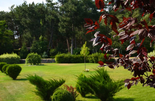 Malerische Landschaft mit schönem grünen Garten an sonnigen Tagen — Stockfoto