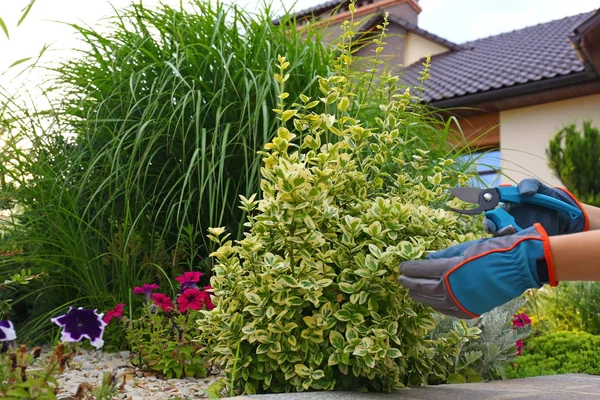 Donna rifilatura pianta all'aperto, primo piano. Giardinaggio domestico — Foto Stock