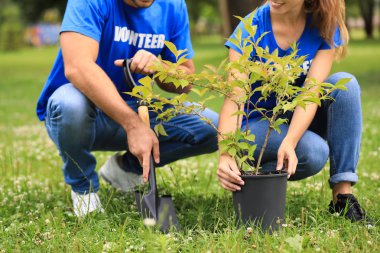 Genç gönüllüler yeşil parka ağaç dikiyor, yakın çekim. Hayır işleri