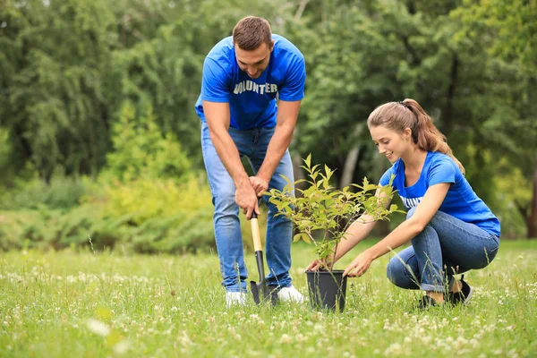 Genç gönüllüler yeşil parka ağaç dikiyor. Hayır işleri