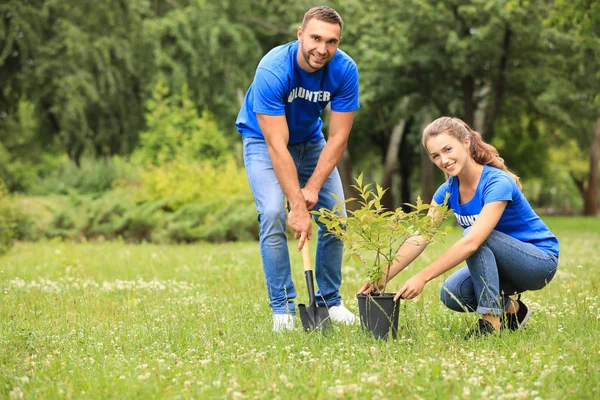 Genç gönüllüler yeşil parka ağaç dikiyor. Hayır işleri