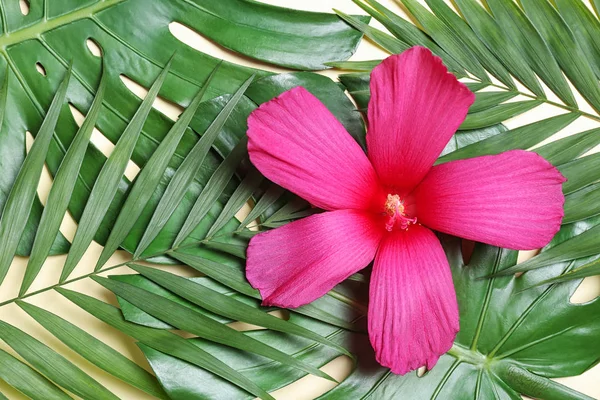 Composición plana con hojas tropicales y flor de hibisco sobre fondo beige —  Fotos de Stock