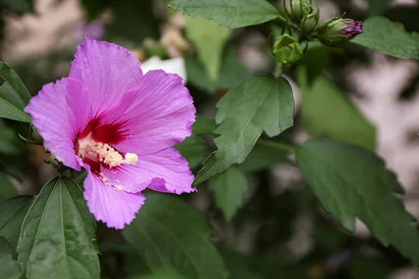 Belle fleur tropicale d'Hibiscus sur la brousse à l'extérieur — Photo
