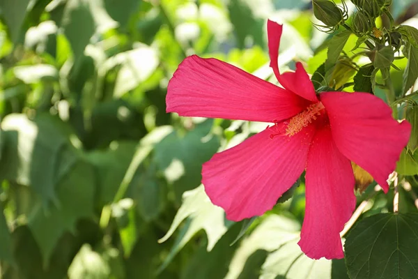 美しい熱帯ハイビスカスの花ブッシュ屋外 — ストック写真