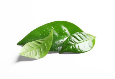 Taze yeşil kahve yaprakları su damlaları beyaz izole ile