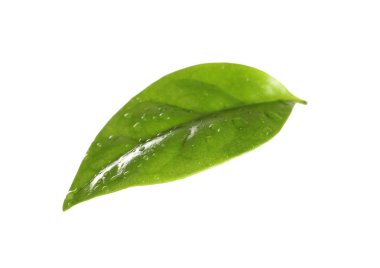 Beyaz üzerine izole su damlaları ile taze yeşil kahve yaprağı