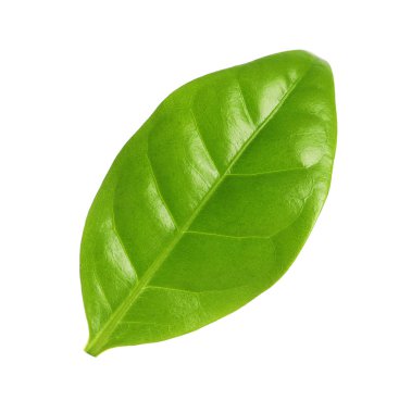 Taze yeşil kahve yaprağı beyaz izole