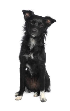 Beyaz arka plan üzerinde sevimli uzun saçlı köpek