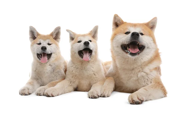 Adorável cão Akita Inu e filhotes isolados em branco — Fotografia de Stock