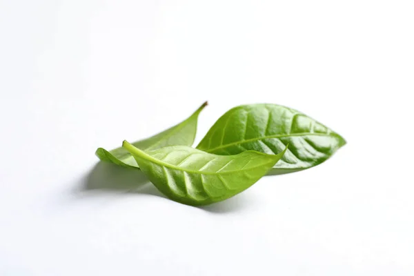 Fresh green coffee leaves isolated on white