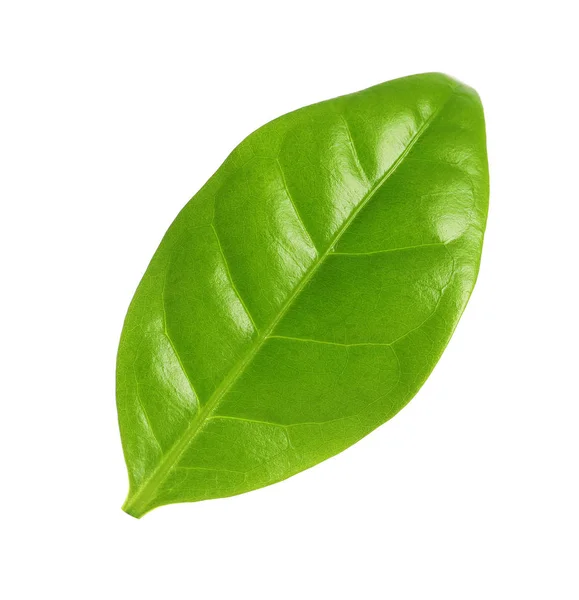 Fresh green coffee leaf isolated on white — Stock Photo, Image