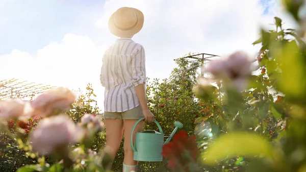 Žena s zavlažovací vodou může být v blízkosti růžovou křoviska. Zahradní nářadí — Stock fotografie