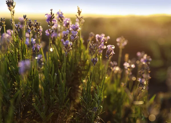 Hermosas flores de lavanda en el campo en el día soleado — Foto de Stock