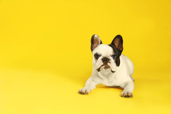 French bulldog on yellow background. Space for text