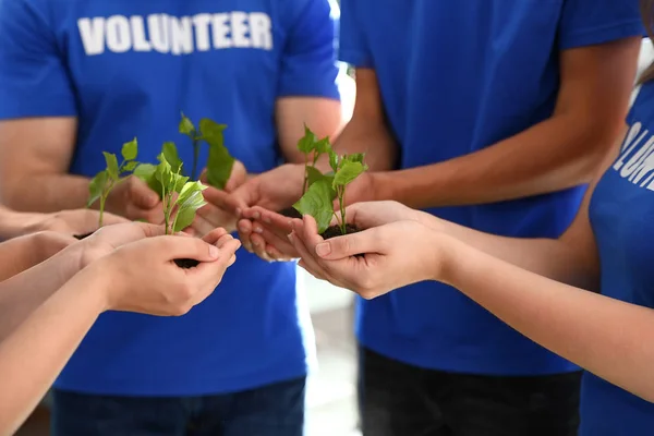 Группа волонтеров держит почву с капустой в руках на открытом воздухе, крупным планом — стоковое фото