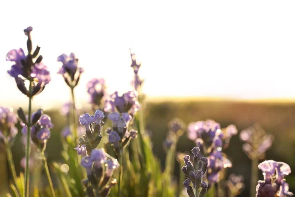 Hermosas flores de lavanda en el campo en el día soleado — Foto de Stock