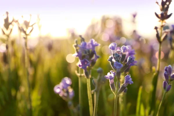 Hermosas flores de lavanda en el campo en el día soleado — Foto de Stock