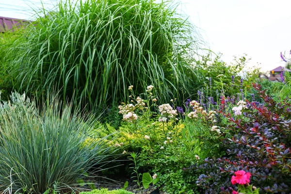 Bellissimo giardino verde con diverse piante nella giornata estiva — Foto Stock