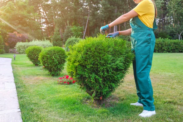 Mujer recortando arbusto verde al aire libre, primer plano. Jardinería doméstica —  Fotos de Stock