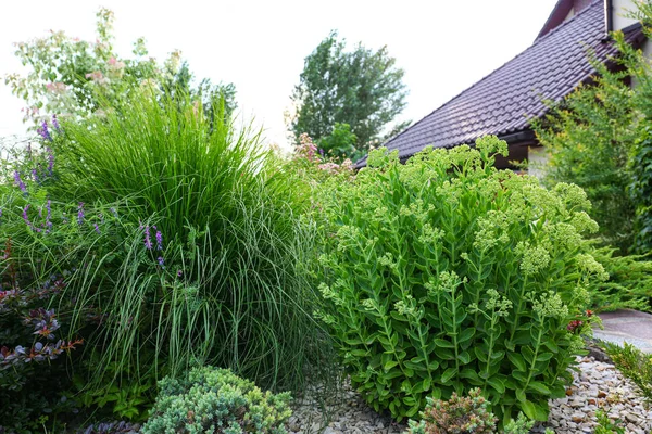 Bellissimo giardino verde con diverse piante nella giornata estiva — Foto Stock