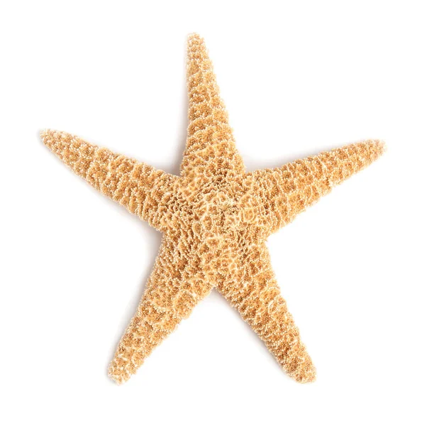 Hermosa estrella de mar sobre fondo blanco, vista superior. Objeto de playa — Foto de Stock