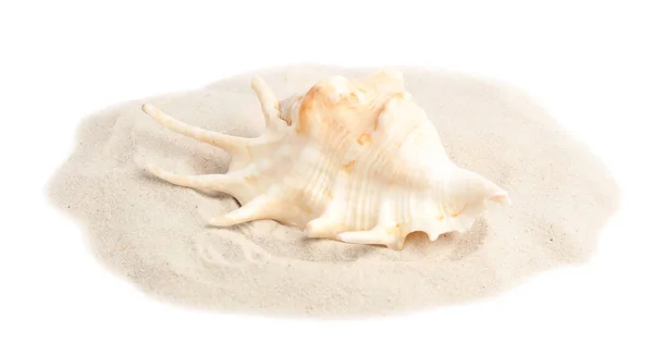 Pile of beach sand with sea shell on white background — Stock Photo, Image